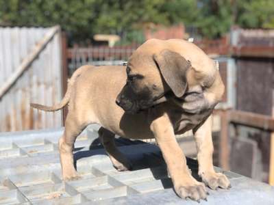CANELA DE KING ZULU