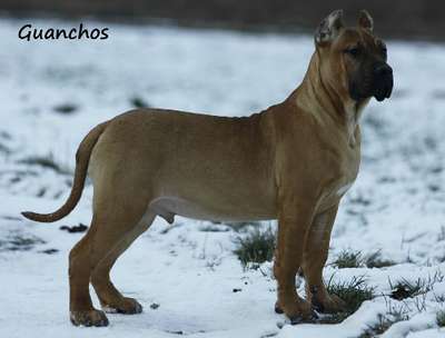 TEOBALD CANCHAS DE LOS GUANCHOS