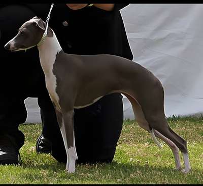 Piccino Zsa Zsa