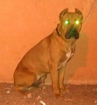 KRATOS DE PERRO DE LA TIERRA