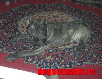EL CRANERO DURO REMUS