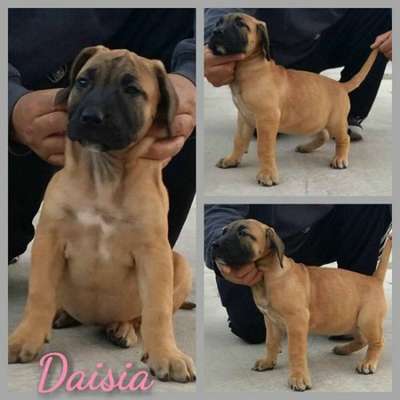 FEARLESS GUARDIAN'S DAISIA