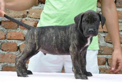 WESLEY DE RADUCA