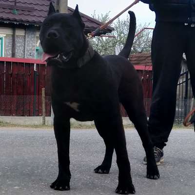 BALI DE BMK DEVILS
