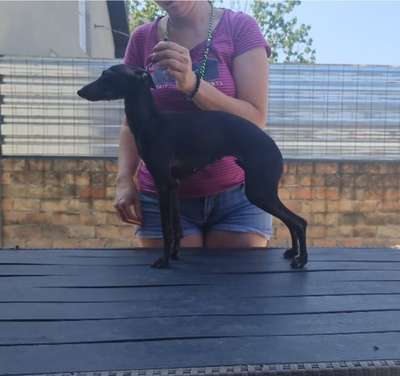 Mila Kevre Protettore Di Cani