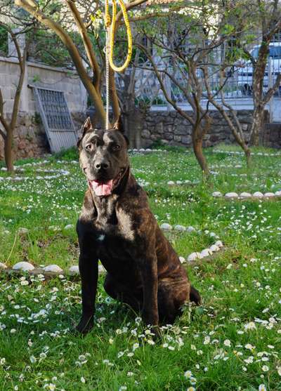 ARDOR BULL ALFA