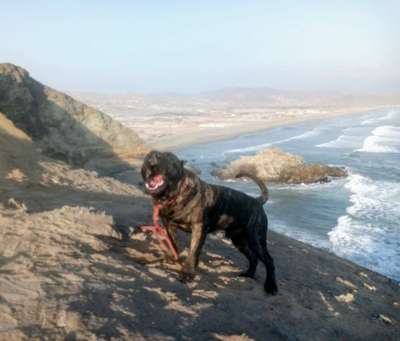 DECKER CHAJLLA PERRO DE PRESA