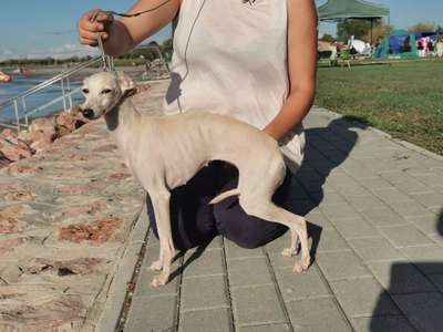 Chevignon Forever Mine IL Piccolo Fulmine