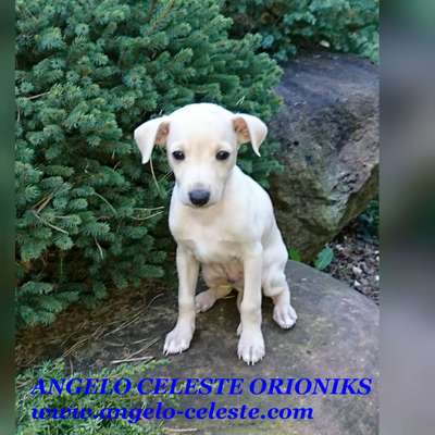 Angelo Celeste Orioniks