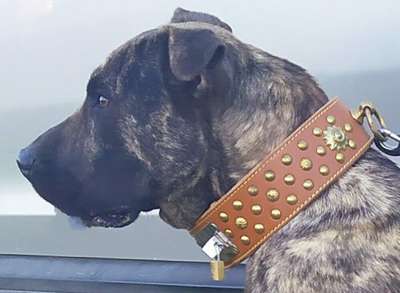 LAIKA DE PRESAIBIZA.