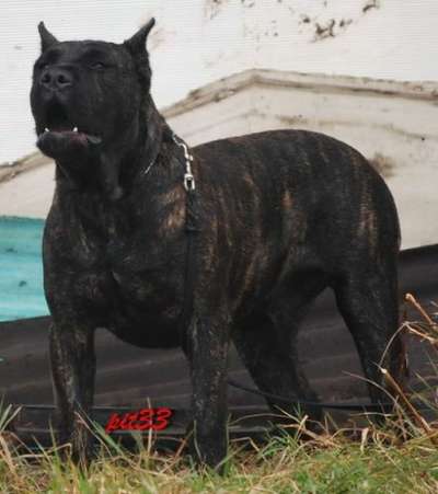 AJAX DIABLO DI ORO