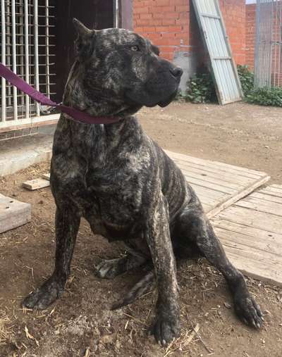 ELVIRA DE KING ZULU