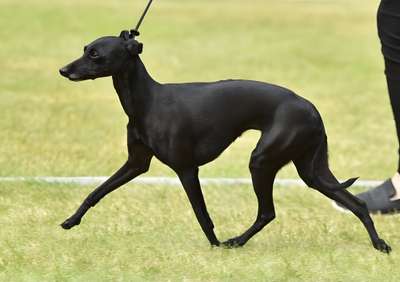 Granneman's Oliviera