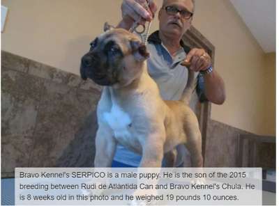 BRAVO KENNEL’S SERPICO