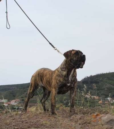 ARUMA DE SERPHERCAN