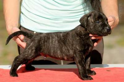 MAGEC DE REY GLADIADOR