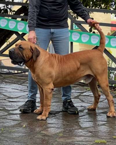 BORGE DE CRISDOCO