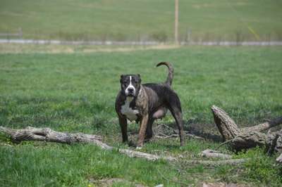 BOSS BULL CANARIO ANDROMEDA