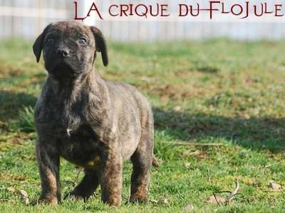 GUERRIERE ANUBIS DE LA CRIQUE DU FLOJULE