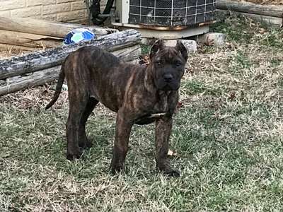IRON PRESS KENNELS BACARDI