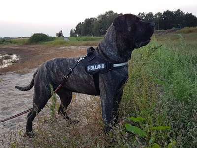 USKO BALUARTE DE LOS PERROS
