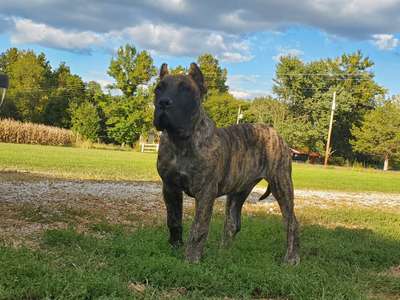 MACARONI DE CANARIAN BULL