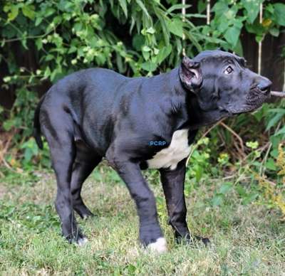 GUANCHITA DE PCRP KENNEL