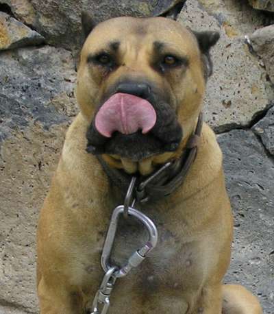 COLOMBIA DE PERRO DE LA TIERRA