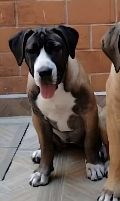 TAINA DE PRESAS DEL GUAJIRO