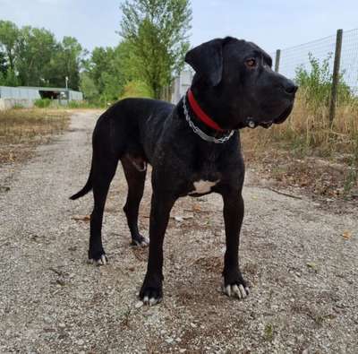 NILO DE REGANADOS KENNEL