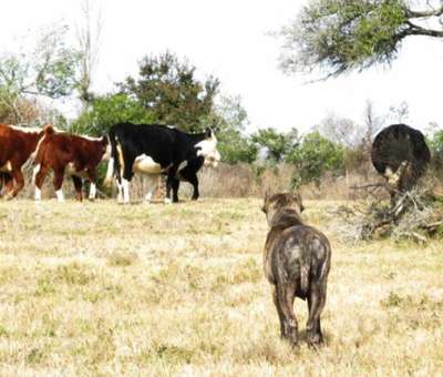 DIVA DE RANCHO BRAVO (GARA)