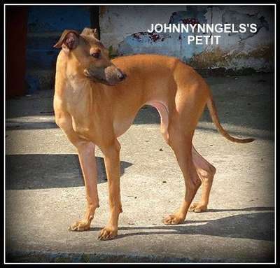 Johnnyangel's Touche Mon Petit Jolie
