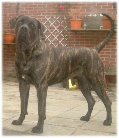 BICKA EL PERRO DIABLO