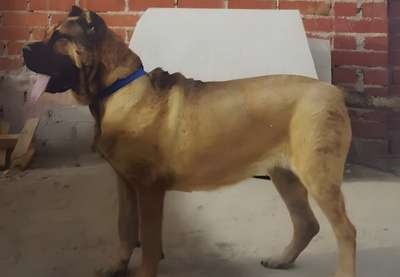 TROCOLA DE KING ZULU
