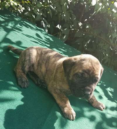 BRINDLE HOOLIGANS CORTEZ