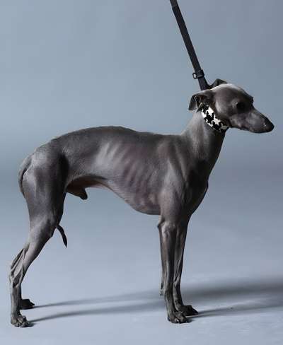 Vertragus Greywind