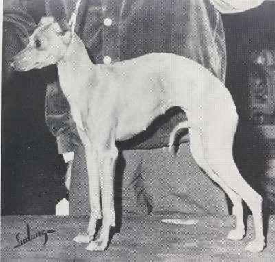 Russo's Bella Magdeleno