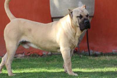 DUENOS DE LA VIDA LEGEND