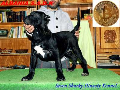 ALBANIA OF SEVEN SHARKY DINASTY