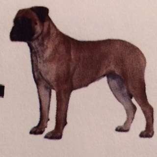 KNATCHBULL'S MONTANA SANROSE