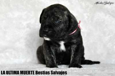 LA ULTIMA MUERTE BESTIAS SALVAJES
