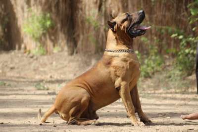 DILLINGER GUARDIANS OF THE LAST PHARAOH