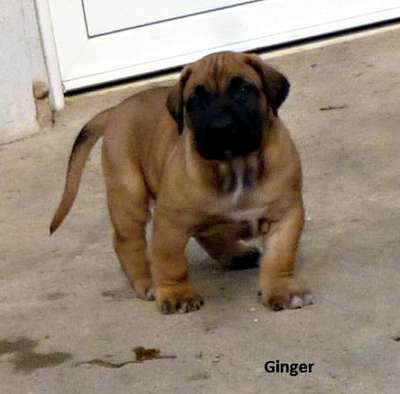 GINGER GOLDENWINGS
