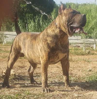 CAIN DE DOG REAL