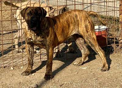 LALA DOG PUR