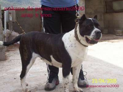 ANKANA DE PRESACANARIO2000