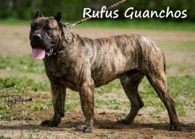 RUFUS GUANCHOS