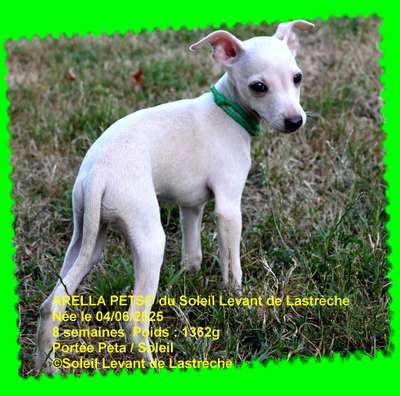 Arella Petso Du Soleil Levant De Lastrèche