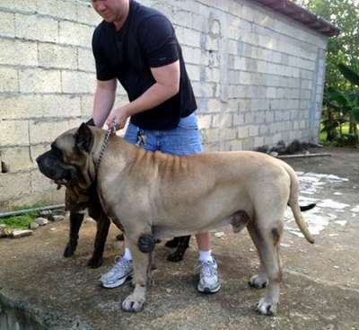 COTAN DE BARNACAN BULL (CUSTOM)