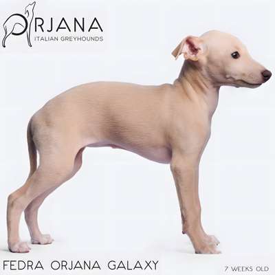 Fedra Orjana Galaxy